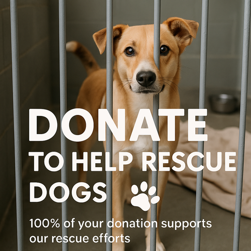 Donate to our dog shelter!